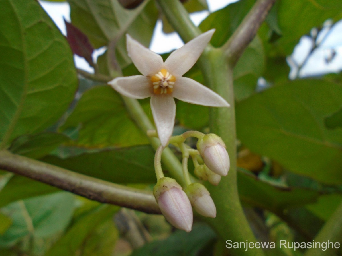 Solanum betaceum Cav.